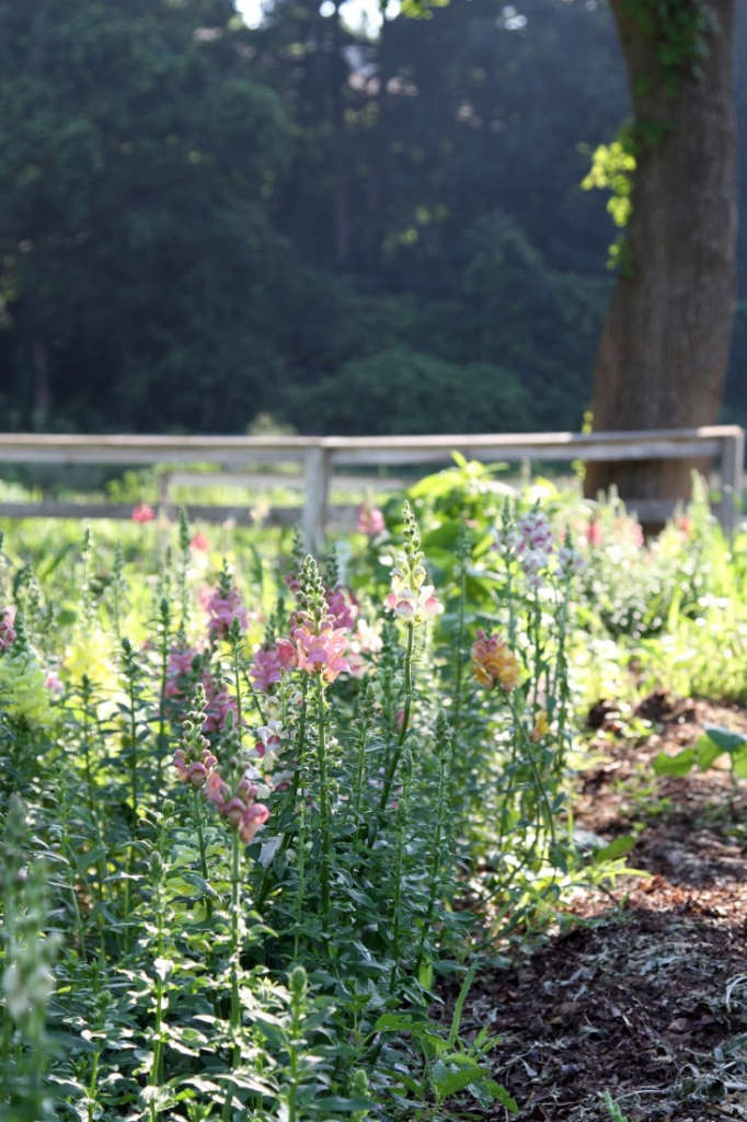 12 Tips for Growing Cutting Flowers from Barberry Hill Farm Gardenista